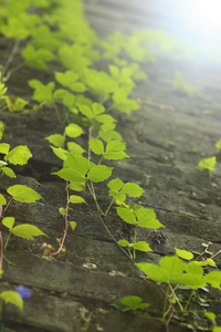 
日系溫馨風(fēng)格小清新照片拍攝和處理要點有哪些？